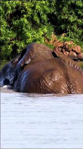 🐘 Elephants in the Wild | 8K Ultra HD Nature Video 🌿