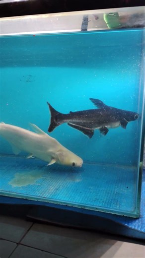 BIG FISH #aqurium #fish #exoticaquariumfish