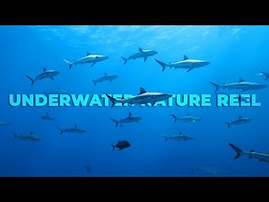 Breathtaking Underwater Scenes | Marine Life & Coral Reef 4K