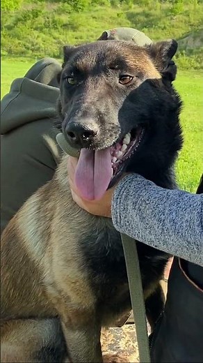 #Malinois Chelsea ❤️