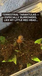 Tarantula Burrow Maintenance (Brazilian Redhead - Bumba horrida)