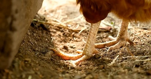 A Wilder View: Wildlife claws helping determine the past