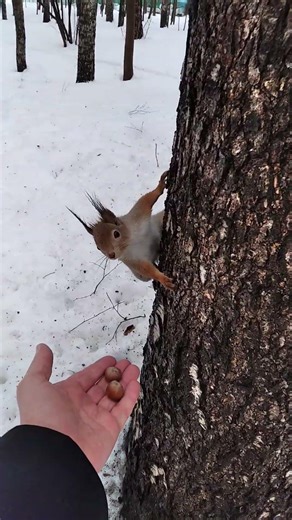 Winter Nature 2025 Squirrel XXXIII #squirrel #shorts #nature