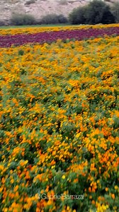 🧡 HERMOSOS: ASÍ LUCEN LOS CAMPOS DE CEMPASÚCHIL EN EL VALLE DE JUÁREZ🏞️ Desde hace más de tres décadas, los agricultores del poblado de Loma Blanca, entre Riberas del Bravo y San Isidro, en el Valle de Juárez, se han dedicado a cultivar las flores de Cempasúchil y Mano de León, que son utilizadas el día de muertos para adornar los altares de quienes ya se han ido de esta vida. Los campos están abiertos para que los fronterizos acudan a tomarse fotografías entre las flores que ya han florecido 