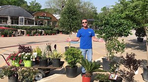 Your Premier Full Service Landscaping team! From design to installation let us do the work for you! | Premier Nursery