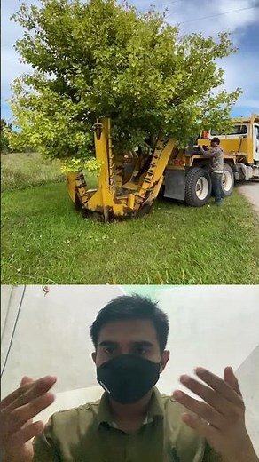 Amazing Tree Moving Machine – Relocating a Giant Tree!