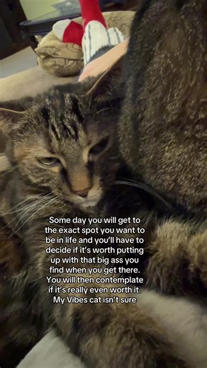 My Vibes Cat: The Lap-Loving Companion