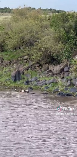 Crocodile Attacks Zebra! Watch as a Crocodile Tears off a Zebra's Leg