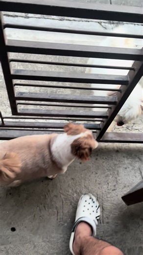 The Wild Dogs of TikTok: Pawsome and Hilarious Moments