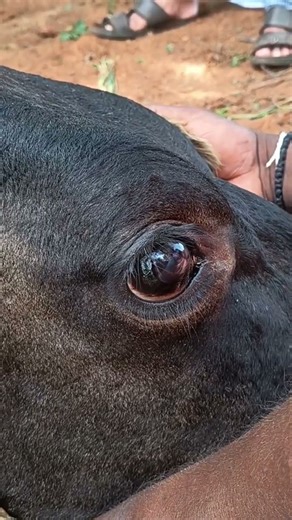 Hypomagnesemia in cow| Eye muscle twitching ‪@Drsampreeth‬