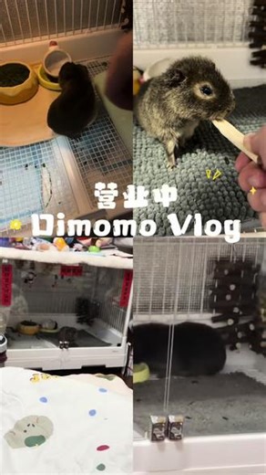 📹 Dimomo营业Vlog｜当代小豚鼠的“摸鱼式打工”实录家人们谁懂啊！我斥巨资给Dimomo打造了豪华大别墅，结果它每天的工作流程是这样的：✅ 00:00 起床干饭（主业）✅ 00:05 接受投喂（副业）✅ 00:10 营业摆拍（被迫）✅ 00:20 光速下班（核心KPI）它负责用圆滚滚的身子和亮晶晶的眼睛“诈骗”我的心，我负责拍它、剪它、给它买草条这波啊，是我被一只小豚鼠拿捏