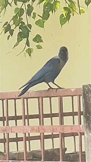 Kauwa sound video: what does this mysterious crow call reveal?