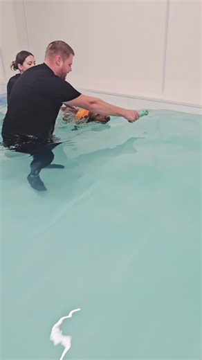 Elsie LOVES water so today she went for a fun swim with @pandapawshydrotherapy 💦🐾 Not only is it a great outlet for her, it's a space to assess how she swims, great exercise and allows her to practice calmness around water - entering with her mouth closed! What makes @pandapawshydrotherapy so special is their ONE to ONE appointments. Only one dog swims at a time, meaning no one else is on site during your session - making it perfect for reactive dogs 💛 Get your pups booked in for their swimmi
