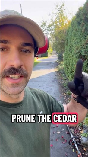 How Did I Do Hedging This Cedar? #shorts #landscaper