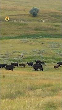 Responsible Grazing