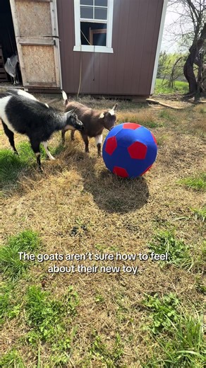 Silly girls #ball #funnygoats #goats #animals #livestock #homestead #spoiled #farm #nigeriandwarfgoats #dairygoat