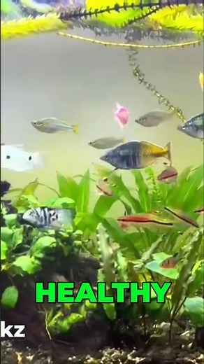 Sick Fish?