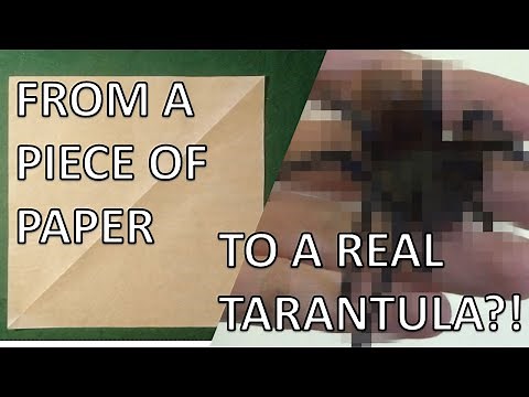 HOW TO MAKE YOUR ORIGAMI TARANTULA COME TO LIFE (easy)