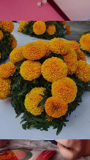 Marigold Seeds for Planting: Best Tips for Healthy Flowers