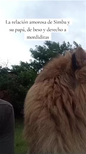 El amor de Simba hacia su papá y mamá