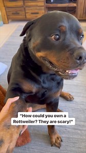 It’s a scary Rottweiler!! 🐻😱 #rottweiler #rottweilersofinstagram #rottweilerworld #rottweilerpuppy #rottweilers #rottweilersoftiktok #rottweilerfans | Rottweiler Beau