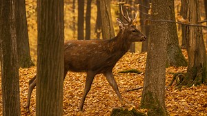 Wildlife Watching in Their Natural Habitat