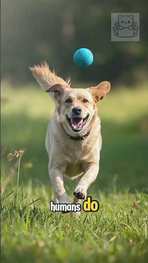 Do Dogs See in Color 🐶👀 The Truth About How Dogs Really See the World Amazing Dog Facts