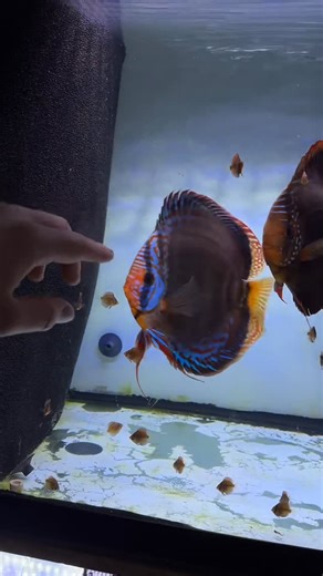 Joan's Discus | My male discus went full protective mode when I got near the tank. Territorial instincts on point🔥 #discus #fish #aquarium #breeding #pair | Instagram