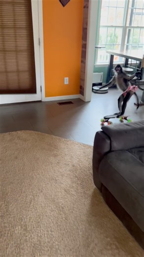 104K views · 3.3K reactions | Working on some new skateboard tricks  #funny #keke #skater | Keke The Spider Monkey | Facebook