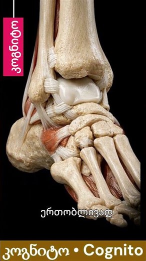 როგორ ინარჩუნებს სხეული ბალანსს? კოჭის საოცარი მექანიზმი #ჯანმრთელობა #ბალანსი #ანატომია