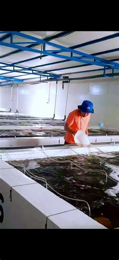 #AquacultureSpecialist #เด็กใต้ป้ายตรัง❤❤❤️