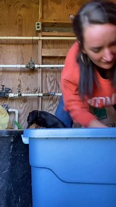 Chicken chores with my wiener @brookscattleco | Dachmoji & Sausage Dog Lovers