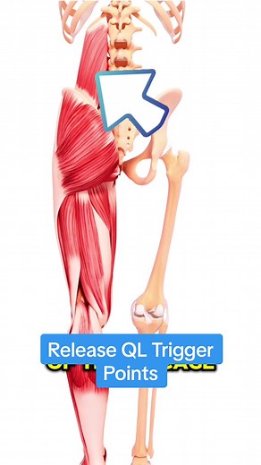 Let’s talk about the QL (Quadratus Lumborum) muscle! After all, the QL is what inspired the QL Claw in the first place. 👏 Trigger points and knots in the QL muscle are very common and can be the culprit of chronic back pain. If you want to find relief, you’re first going to need to break up these trigger points through massage. The QL Claw makes this possible by targeting the QL muscle specifically and breaking up knots. ⚡️ Following massage, it’s crucial to strengthen the muscle. Exercises foc