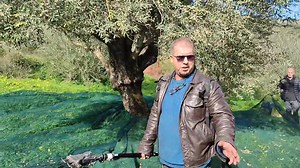 Les bonnes pratiques de récolte des olives Utilisation du filet et du peigne vubreur @à la une | Agr Ecol