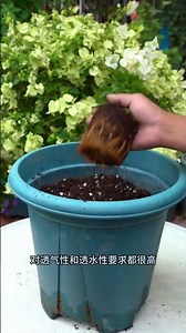 福建兩廣要養這些鐵線蓮，花後剪剪完開，一年能開四五次