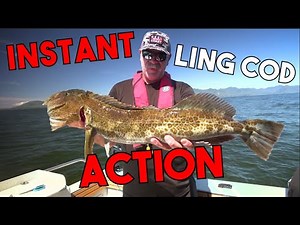 INSTANT Ling Cod Action - Dropping Right on Their Heads!