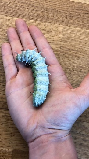 Atlas moth Lifecycle