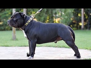 4 you - Funniest Staffordshire Bull Terrier Videos