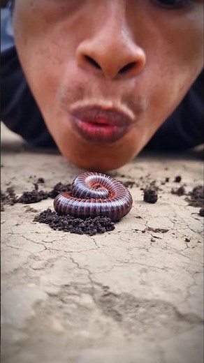 Cute artropoda giant african millipede #shortvideo #millipede #artropoda