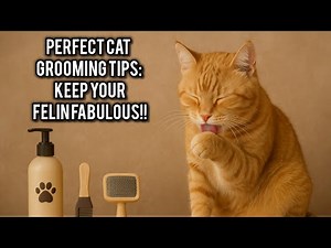 Purrfect Cat Grooming Tips: Keep Your Felin Fabulous!!