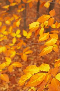 Facts About Copper Beech Trees