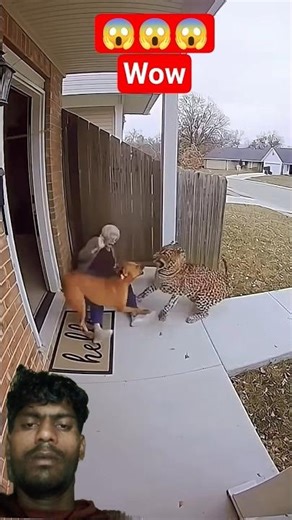 Leopard tried to attack old woman, thedog rescued🐆VS🐕 #wildlife #dogshorts#pitbull #shortviral