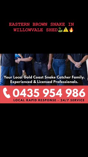 EASTERN BROWN SNAKE IN WILLOWVALE SHED🐍⚠️🔥 #willowvale #hudsonsnakecatching #goldcoastsnakecatcher | Hudson Snake Catching - Gold Coast Snake Catcher