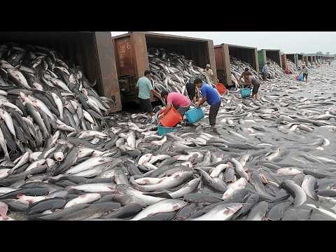 Record-Breaking Harvest — 1.31 Million Pangasius Harvested in Just 45 Minutes for U.S. Export