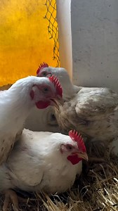 La gestion du personnel dans une ferme avicole 🎯 Objectif général Permettre au gestionnaire de ferme avicole de bien organiser, encadrer, motiver et contrôler le personnel afin d’assurer une production performante, durable et rentable. I. 💡 Définition et importance 1. Définition La gestion des ressources humaines (GRH) consiste à recruter, former, motiver et encadrer le personnel afin qu’il contribue efficacement à l’atteinte des objectifs de la ferme. 2. Importance en aviculture Une ferme avi