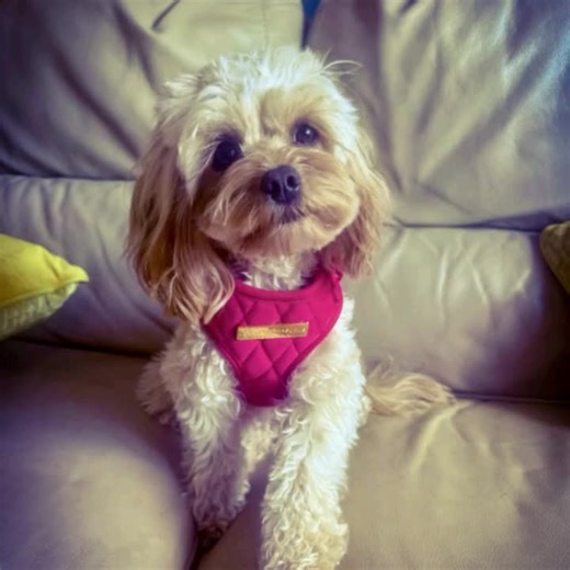 Bambi the Protective Pup: Home Security Extraordinaire