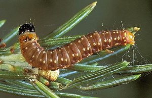 Spruce budworm - Alchetron, The Free Social Encyclopedia