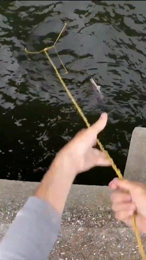 9.3K views · 147 reactions | Cobia net fail! #reels #fishing #cobia #beaufortsc #bait | Beaufort SC Fishing | Facebook