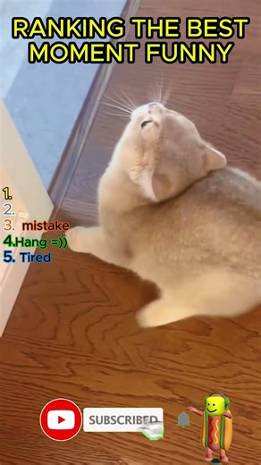 Cats Being Weird and Funny 😂 Hilarious Cat Compilation #FunnyCats #WeirdCats