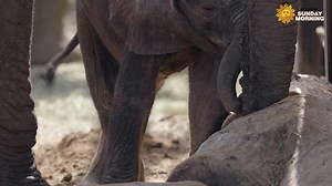 39K views · 7.2K reactions | On Wednesday, March 8, the Dallas Zoo in Texas released the first images of a new baby elephant born there on Sunday, February 26. | CBS Sunday Morning | Facebook